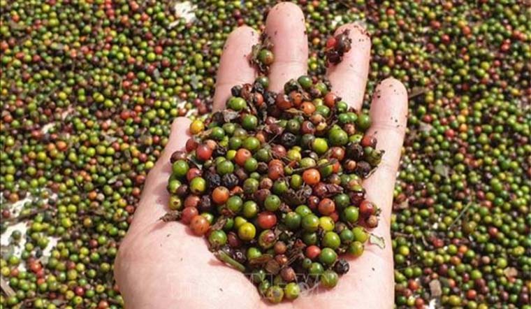 Giá tiêu hôm nay 1/12/2021: Dao động trong khoảng 83.000 - 86.000 đồng/kg