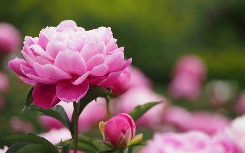 Ý nghĩa của hoa mẫu đơn hồng