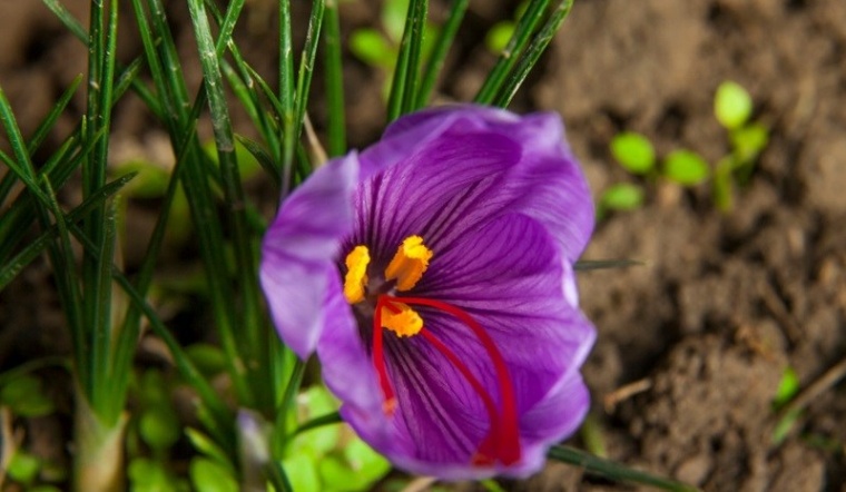 Ý nghĩa hoa nghệ tây - Loài hoa biểu tượng cho tình yêu