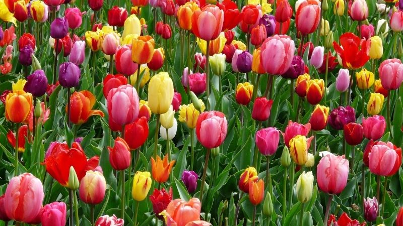 Hoa tulip hay còn gọi là hoa uất kim hương