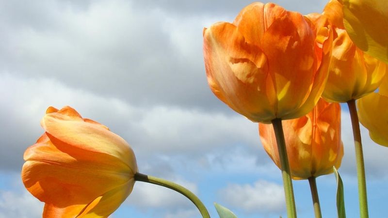 Tulip cam thường được các cặp đôi dành tặng nhau để thể hiện sự gắn kết