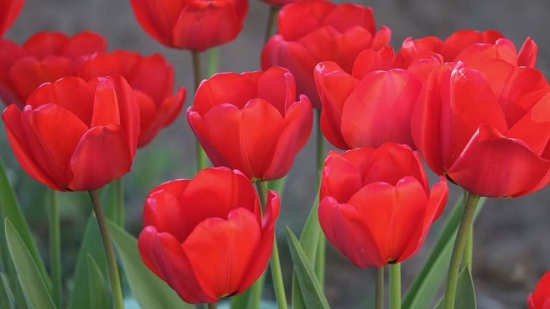 Tulip đỏ tượng trưng cho tình yêu hoàn hảo