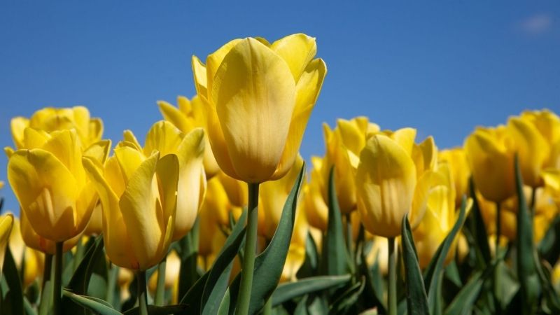 Tulip vàng đại diện cho tình bạn bền vững