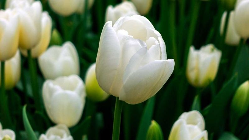 Tulip trắng đại diện cho tình yêu thuần khiết