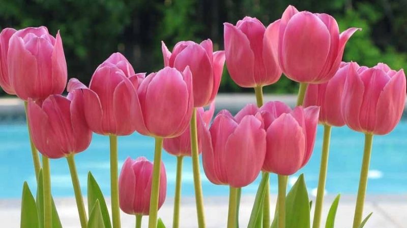 Tulip hồng đại diện cho những lời chúc tốt đẹp nhất