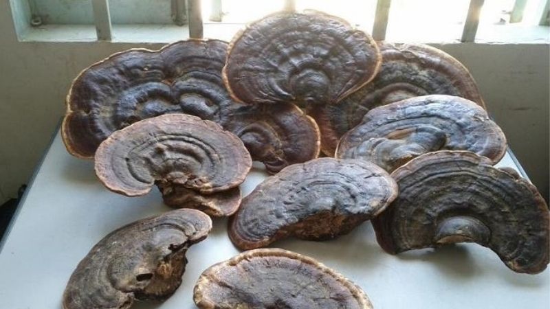 Preserving lingzhi mushrooms by regular drying