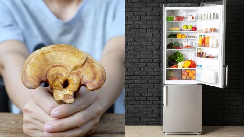 Should lingzhi mushrooms be stored in the refrigerator?