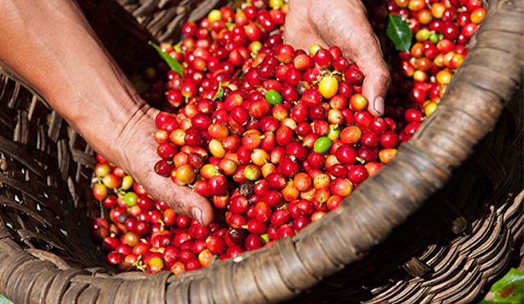 Giá tiêu hôm nay 3/12/2021: Dao động trong khoảng 84.000 - 86.500 đồng/kg