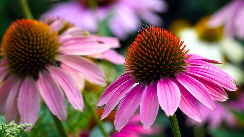 Echinacea (Hoa Cúc Tím) Là Gì? Công Dụng, Cách Xài Tốt Cho Sức Khỏe