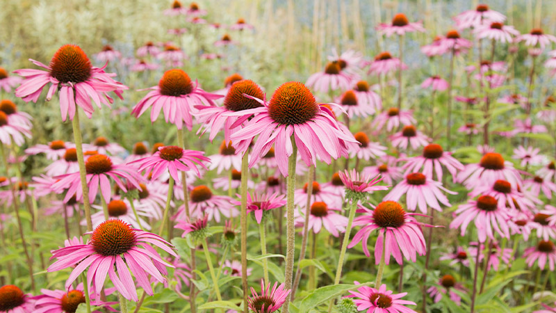 Tác dụng phụ của thảo dược Echinacea