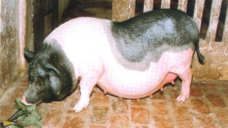 Hình ảnh con lợn và ý nghĩa của nó trong văn hóa các quốc gia