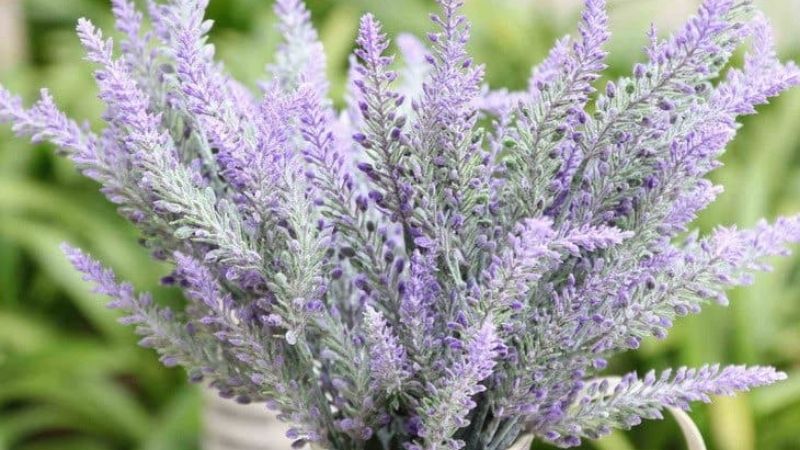 Hoa lavender