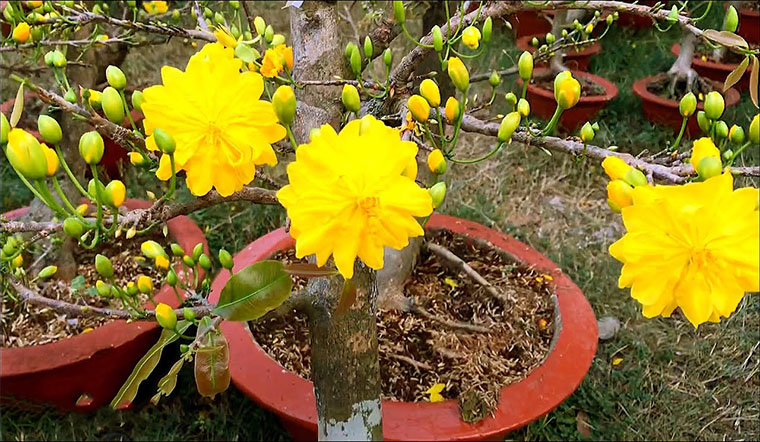 Mai đại lộc là loại mai gì? Cách chăm sóc mai đại lộc nở rộ suốt Tết