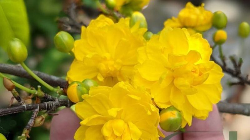 Những bông hoa nhỏ nhắn, có màu vàng tươi rực rỡ