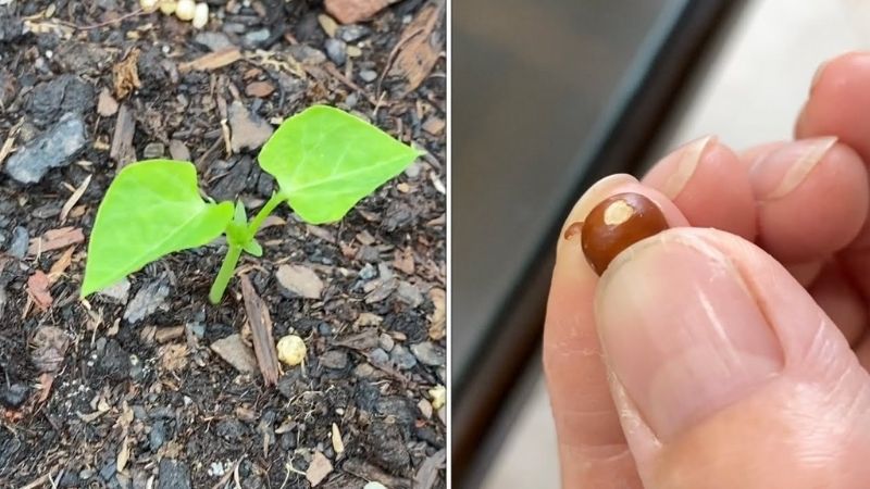 Cách trồng cây đậu rồng tại nhà trái to ăn thỏa thích