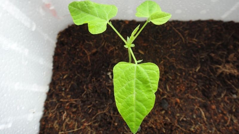 How to grow dragon beans at home with large fruits
