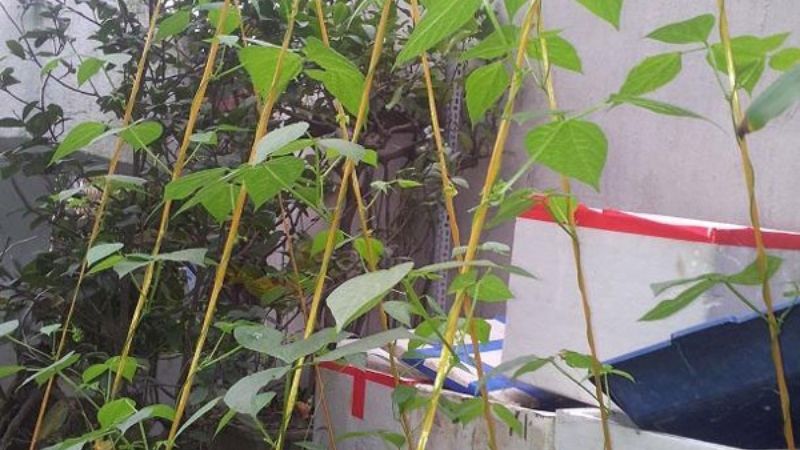 How to grow dragon beans at home with large fruits