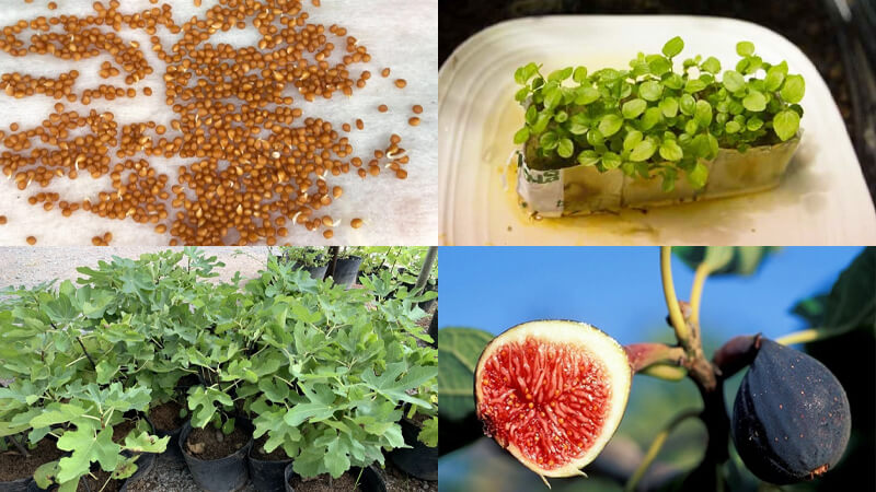 Quá trình phát triển của sung mỹ từ khi còn là hạt giống đến khi kết tráiQuá trình phát triển của sung mỹ từ khi còn là hạt giống đến khi kết trái