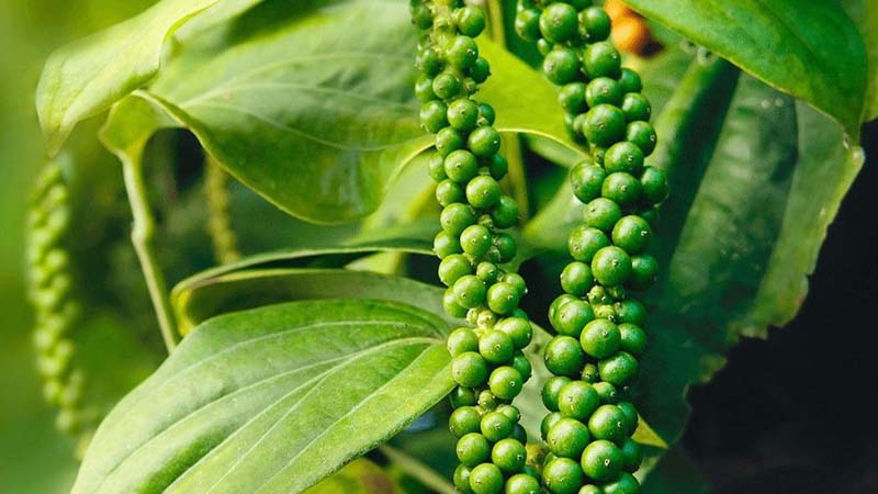 Giá tiêu thế giới