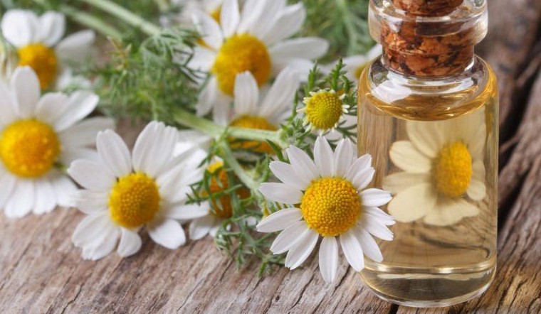 Chiết xuất hoa cúc La Mã (Chamomile Extract) là gì? Có công dụng gì cho da?