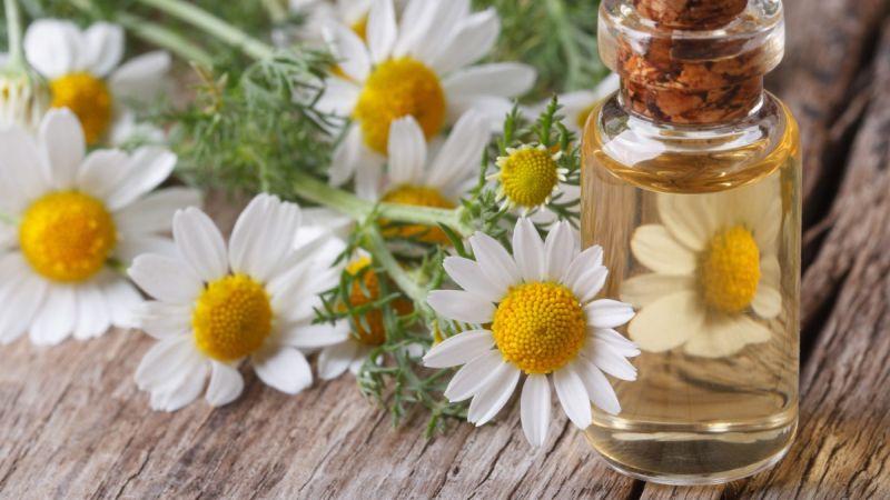 Chiết xuất hoa cúc La Mã (Chamomile Extract) là gì?