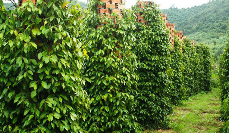 Giá tiêu hôm nay 9/12: Lên xuống thất thường, giữ mức 82.500 - 85.000 đồng/kg