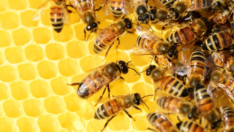 Bà bầu có nên uống mật ong mỗi sáng?