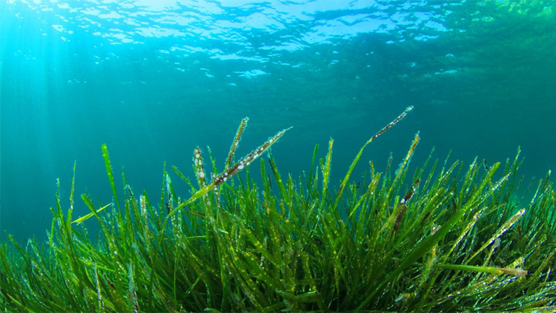 Có nên sử dụng tảo spirulina cho phụ nữ mang thai không?