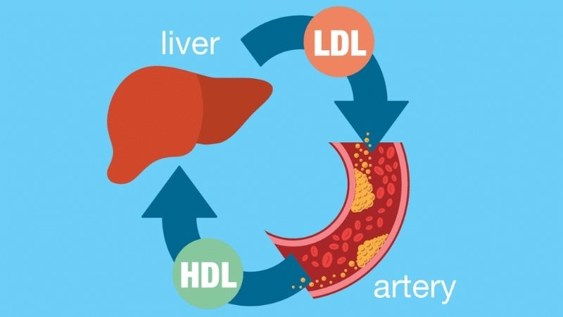 2 loại cholesterol chính và hoạt động của chúng