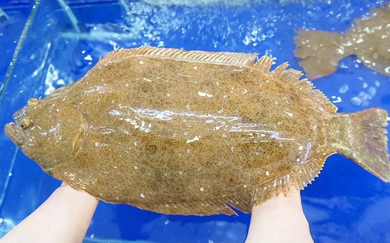 What is flounder (buffalo tongue fish)? How to choose to buy? Where to buy and how much?