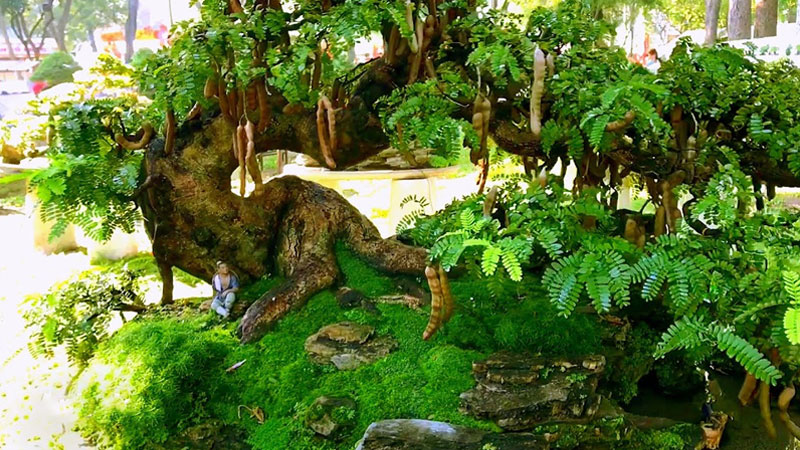 Nên chọn cây có dáng bonsai để tiện chăm sóc, không chắn lối đi