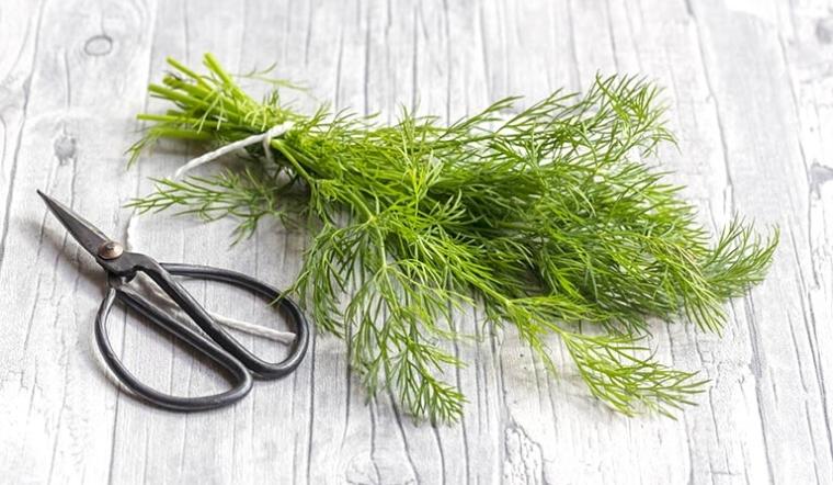 Dill là cây gì? Lợi ích của Dill đối với sức khỏe?