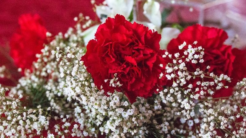 Hoa cẩm chướng đỏ sẫm