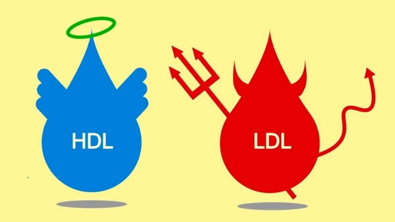 HDL được gọi là cholesterol tốt còn LDL là cholesterol xấu