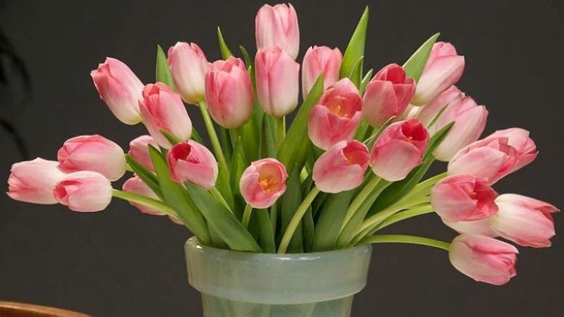 Hoa tulip trồng dịp Tết cực kỳ đẹp mắt