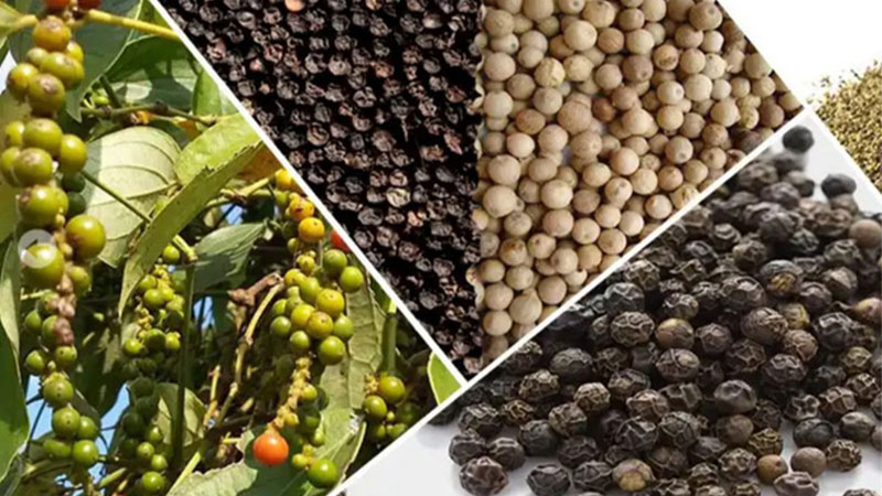 Giá tiêu thế giới