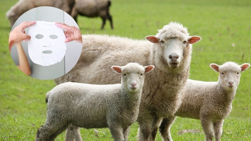 Tìm hiểu về mặt nạ nhau thai cừu