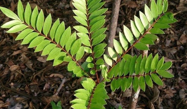 Mật Nhân (Tongkat Ali) là gì? Công dụng và cách sử dụng cây Mật Nhân