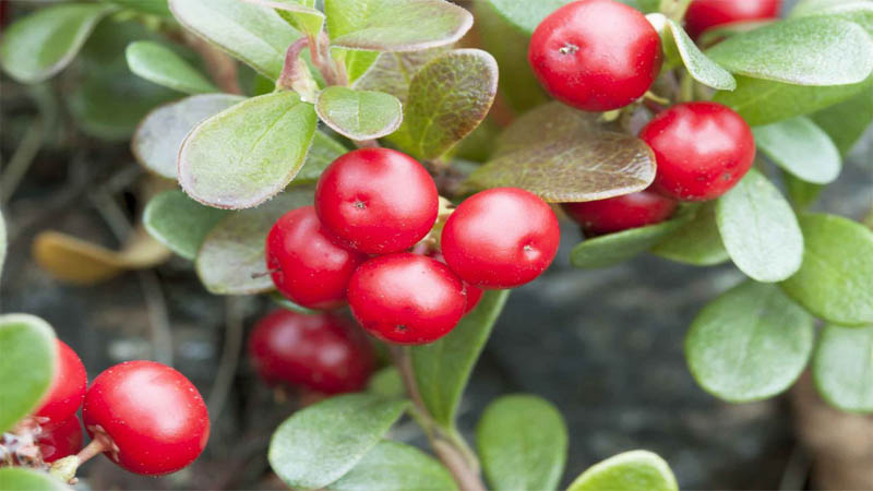 Cơ chế của Bearberry về làm sáng da