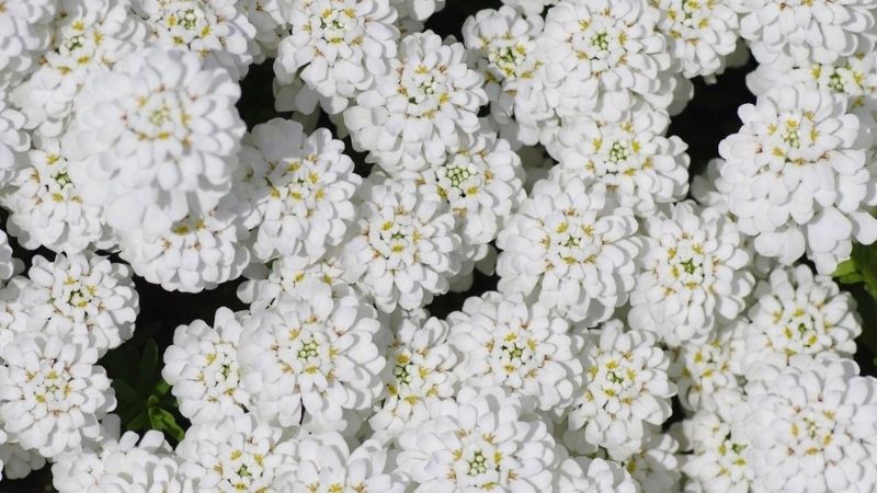 Hoa bụi đường màu trắng