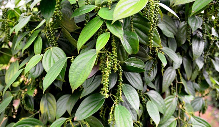 Giá tiêu hôm nay 21/12: Dao động trong khoảng 78.500 - 81.000 đồng/kg