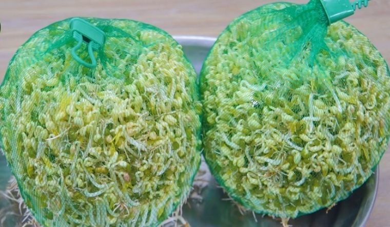 Mẹo cách làm giá đỗ bằng túi lưới siêu đơn giản, hiệu quả 