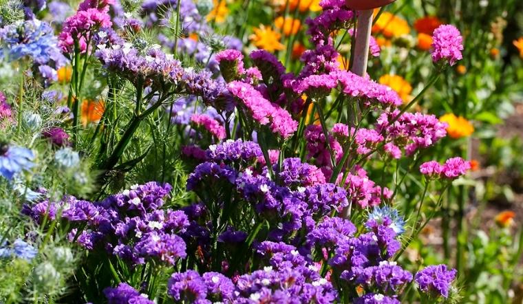 Hoa salem: Ý nghĩa, hình ảnh, cách trồng, chăm sóc tại nhà