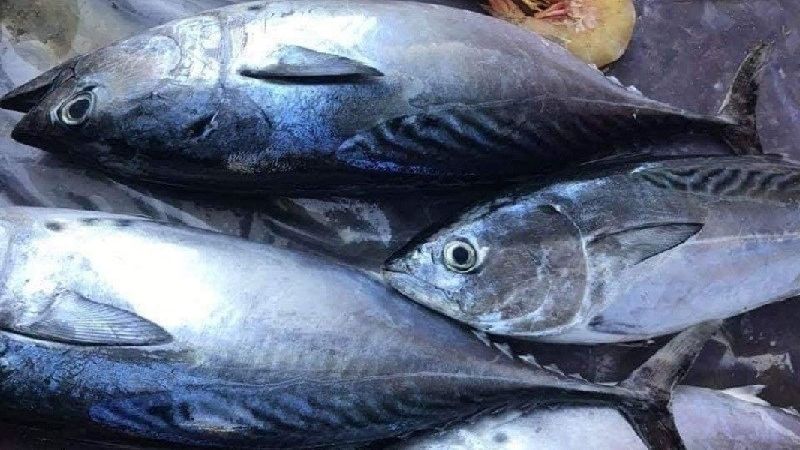 Cá ngừ chứa ít chất béo, ít calo và hàm lượng protein cao