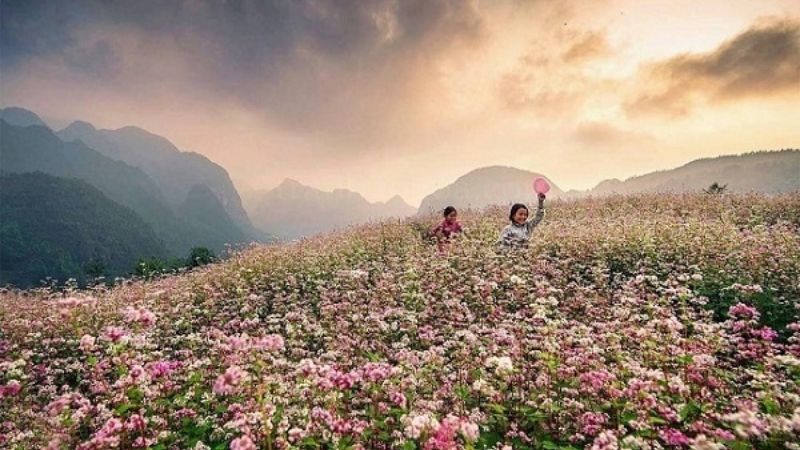 Cánh đồng tam giác mạch ở Hà Giang