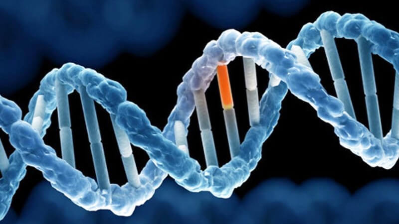 Astaxanthin giúp phục hồi thương tổn DNA