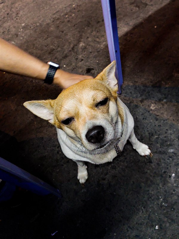 Rực rỡ đêm giáng sinh cuối năm cùng Galaxy A52s 5G