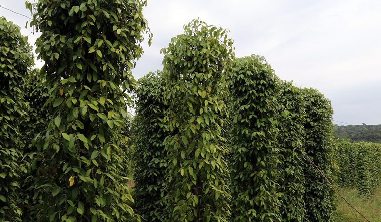 Giá tiêu hôm nay 23/12/2021: Dao động trong khoảng 77.000 - 79.500 đồng/kg