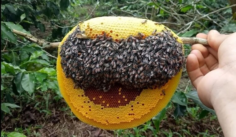 Mật ong ruồi vùng Tây Bắc có tốt hơn mật ong thường không?