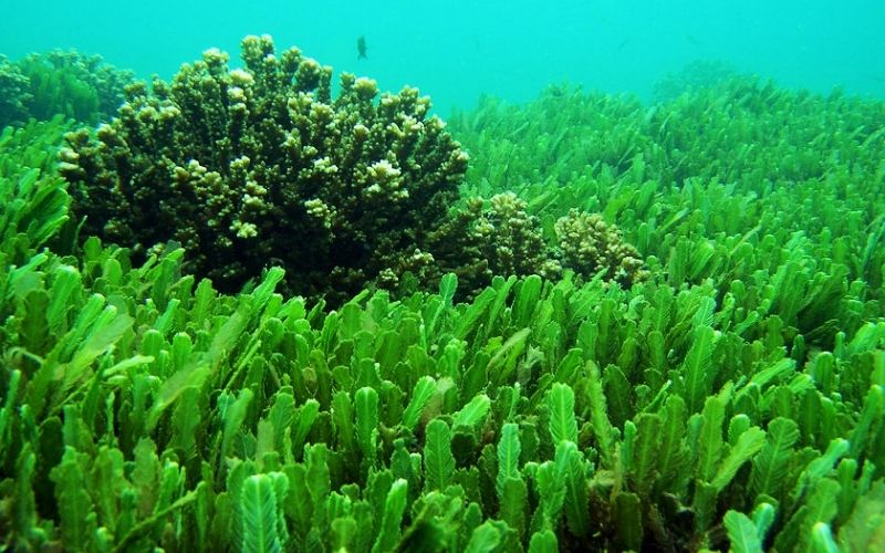 Chlorella là gì? Tác dụng của tảo Chlorella đối với sức khỏe và làm đẹp
